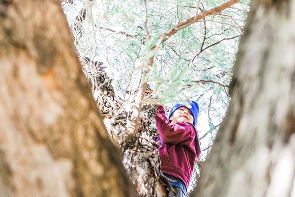 Climbing trees nature play ideas