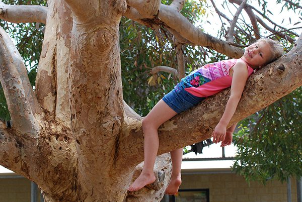 Tree climbing – who's up for the challenge? - Nature Play WA