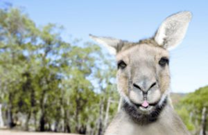 Close up photograph of a grey kangaroo's face. 