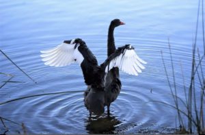 Black Swan standing at the edge of a body of water, wings outstretched.