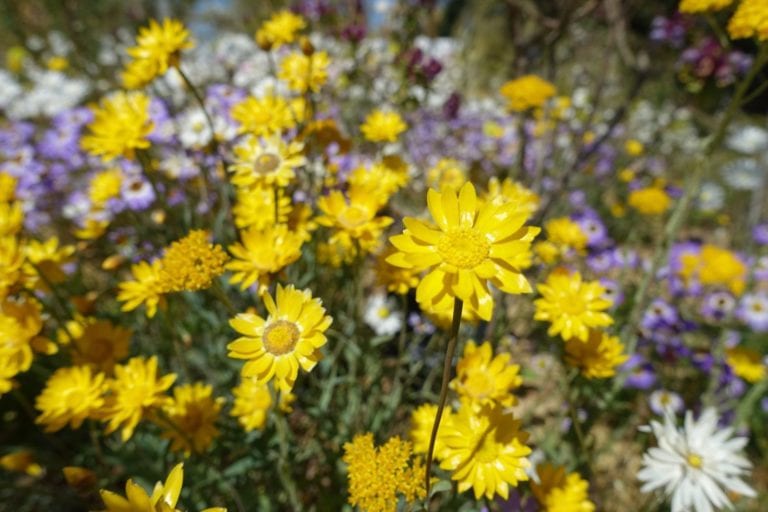 WA’s Wonderful Wildflower Season
