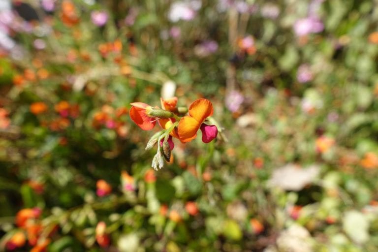 Wildflower Camping Adventure – The Journey is the Destination