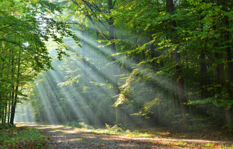 Benefit of woodland and other natural environments for adolescents’ cognition and mental health