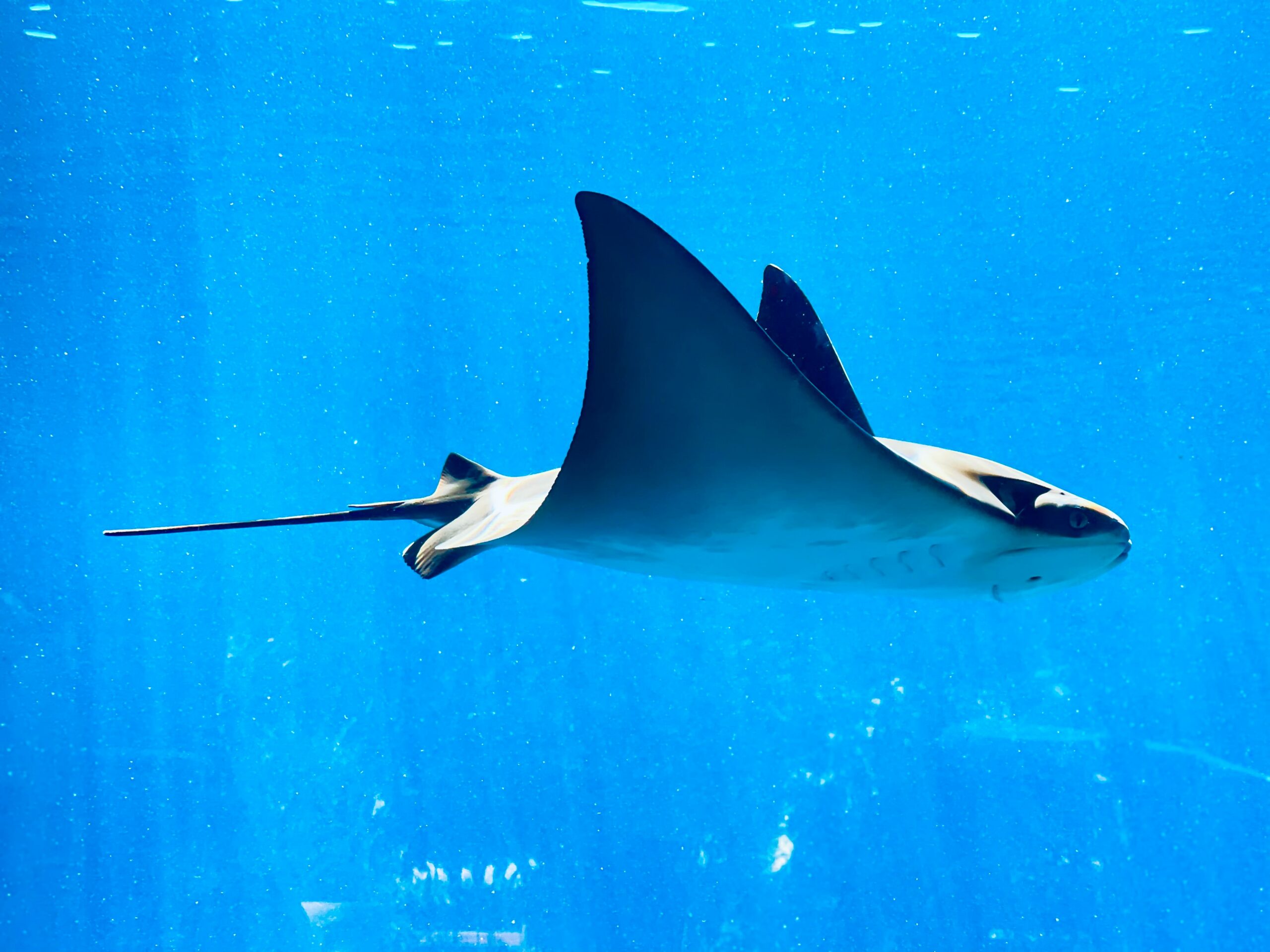 This underwater photograph was taken of a Manta Ray swimming in the ocean. The Manta Ray is grey in colour and has a white stomach. Its wide arms are above its body, and it has a long tail. Manta Rays have been seen here at Woodman Point beach.