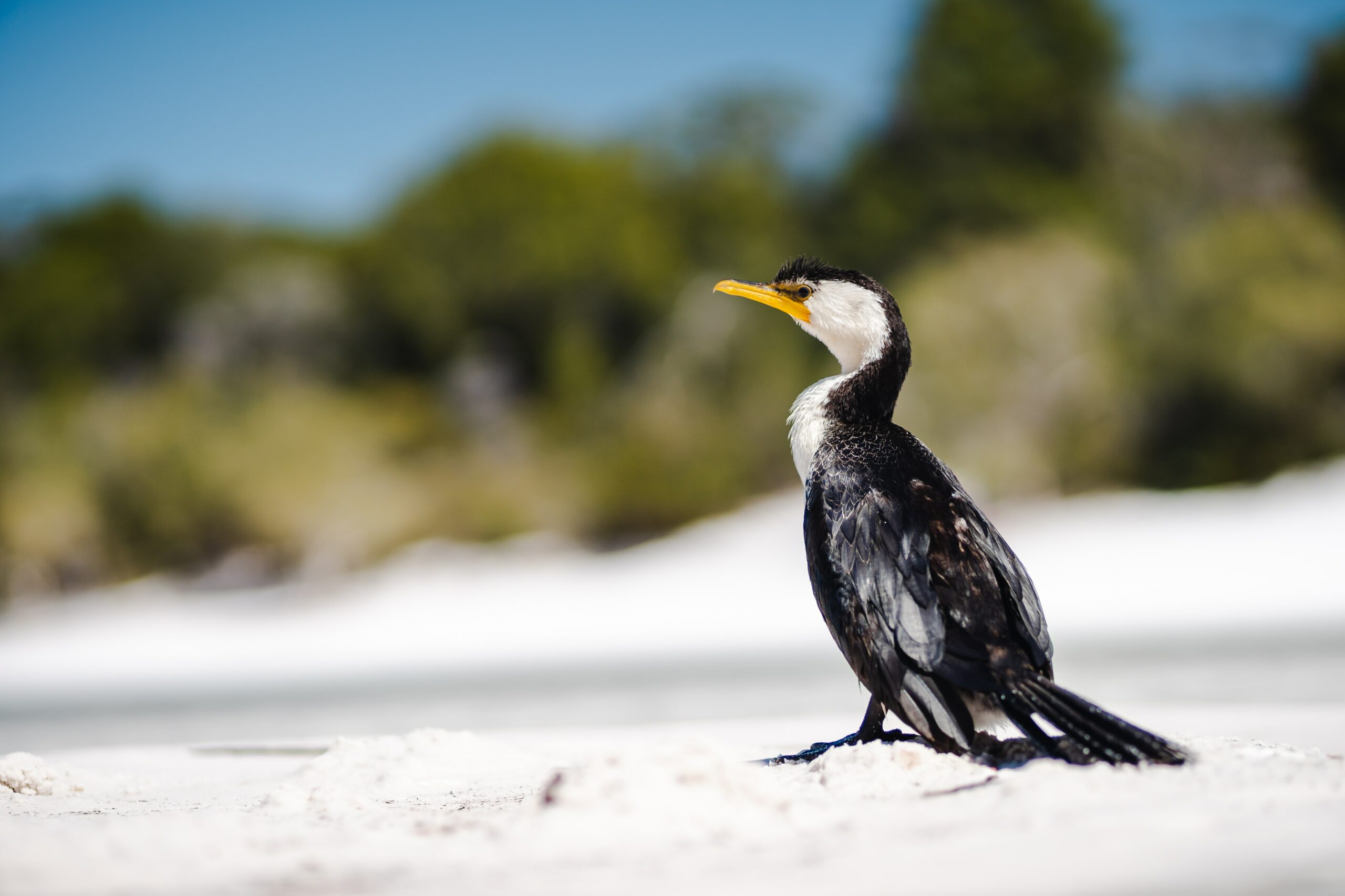 This is a photograph of a pied cormorant sitting on white sand. The bird has black feathers on its back, and white feathers on its face, neck and stomach. Its eyes are small and black, and it has a long yellow beak. There is green shrubbery in the background and the blue sky above.