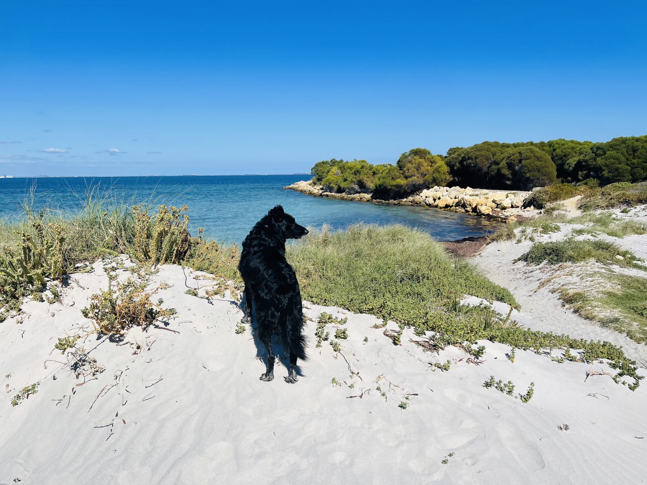 This photograph captures a black medium-sized dog standing on the white sand dunes. There is green shrubbery along the sand dunes, and a rocky groyne extending into the ocean. The dog is looking to the right off into the distance.