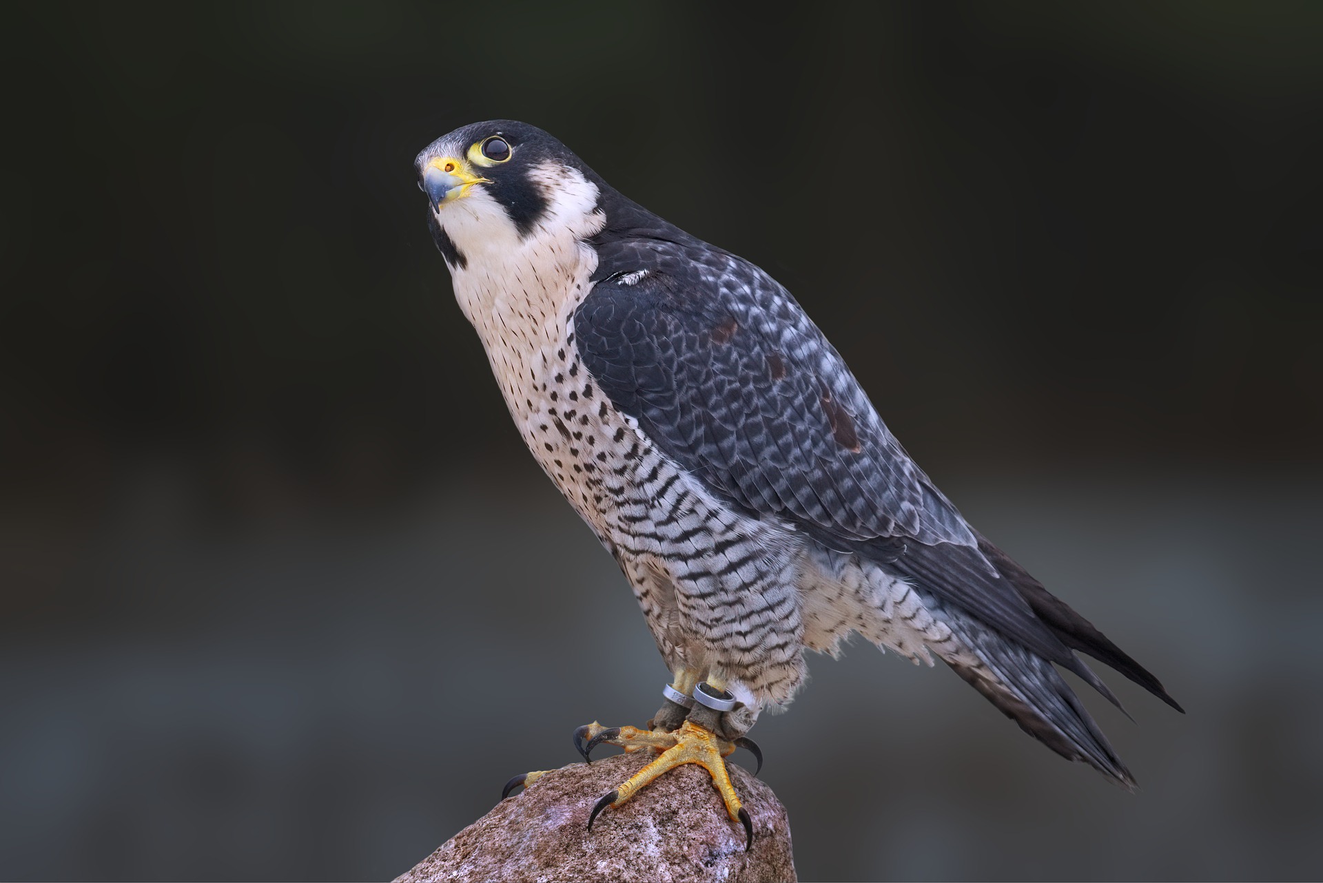 This photo is a close-up shot of a Peregrine Falcon. It has a white neck and breast, with black spots throughout its body. The feathers on its black are grey, blue and white. It has beady black eyes and a yellow beak. Its large yellow feet and black claws are resting on a brown rock.