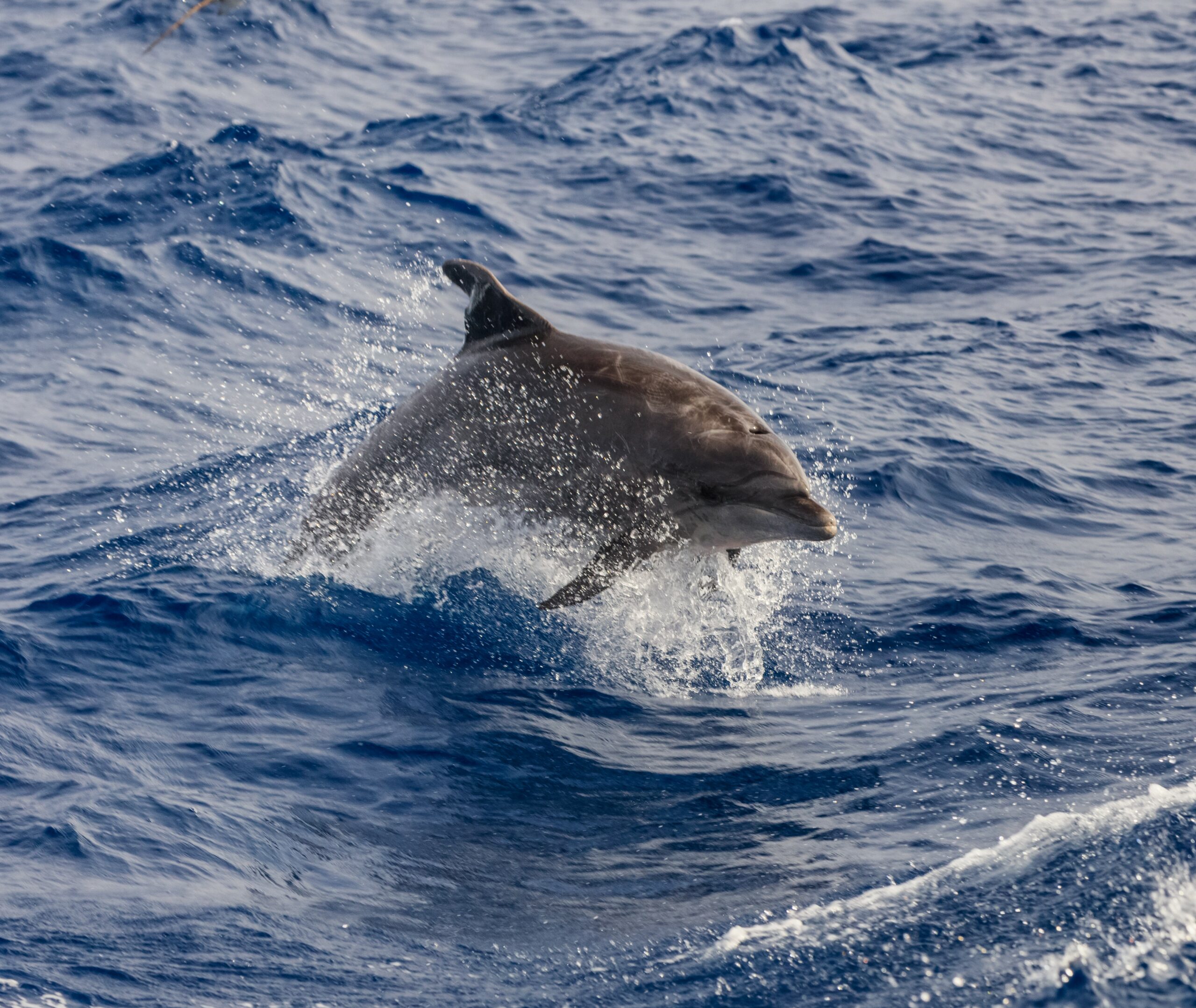 This is a photograph of a grey dolphin swimming in the blue ocean. Dolphins are commonly seen swimming in the Woodman Point beach.