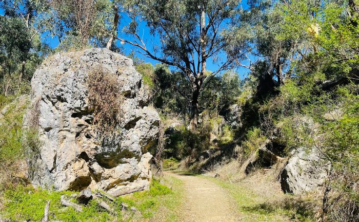 This photograph was taken standing on the Dwerta Mia Walk Trail. The walk way is dirt and brown in colour, and is surrounded on both sides by brown and green trees and grass. To the left of the walk trail is a large light grey rock. There are trees in the background and the blue sky can be seen above