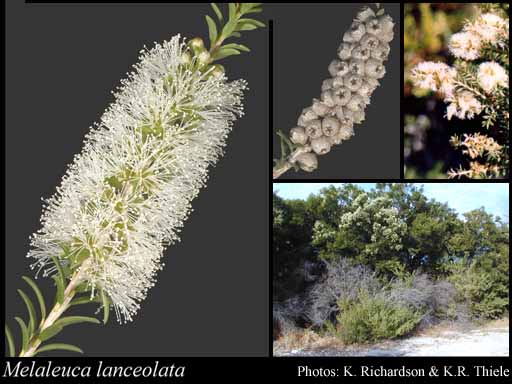 This image is another lock-up of four different boxes, each featuring a photo of the Rottnest Tea Tree. The first image shows the white/cream flowers that grow in cylinder shaped groupings. Small green leaves grow on the same stem. The second image, smallest in size, shows a Rottnest Tea Tree that is not yet in flower. The cluster of nuts are small and brown in colour. They are the same cylinder shape grouping as the first image shows. The third image is the same size as the second and is a photograph of multiple flowers on the Rottnest Tea Tree in bloom. The final image, which stretches across the second and third to form a square, is a photograph taken at a distance overlooking a Rottnest Tea Tree. It shows that it is a small tree or a shrub. The bark is black and stringy, with long green leaves. Underneath the lock-up is a black background with white writing. On the left it reads, Melaleuca lanceolata. On the right it reads, Photos: K. Richardson & K.R. Thiele.
