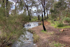 A photo of the Lesmurdie Brook. The brook flows vertically through the middle of the photo. At the top of the brook, water is flowing over rocks, like a small waterfall. On the right is thick bushland. On the left, the land has been partially cleared, so there is just brown dirt and a few trees.