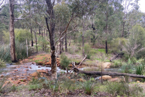 A photo of the Lesmurdie Brook, flowing quite strongly from the left to the right of the image. The photo was taken from a distance, and slightly elevated. The brook is surrounded by green bush, including shrubs and trees. There is a rocky crossing at the left end of the brook, where children could play and explore.