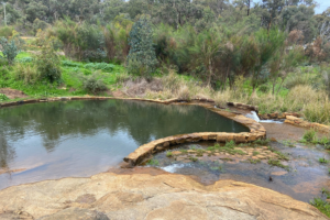 A photo of a in-ground pool structure made of bricks at Mundy Regional Park. The pool is full of fresh, clear creek water. At the right end of the pool, water flows out like a small waterfall. The background is made up of scrub, bushes and trees.