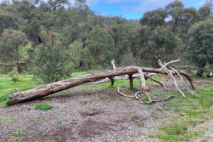 A photo of a log with branches sticking out, holding it slightly off the ground. On the ground around the log is brown dirt, then green grass. Green trees are visible in the background. 