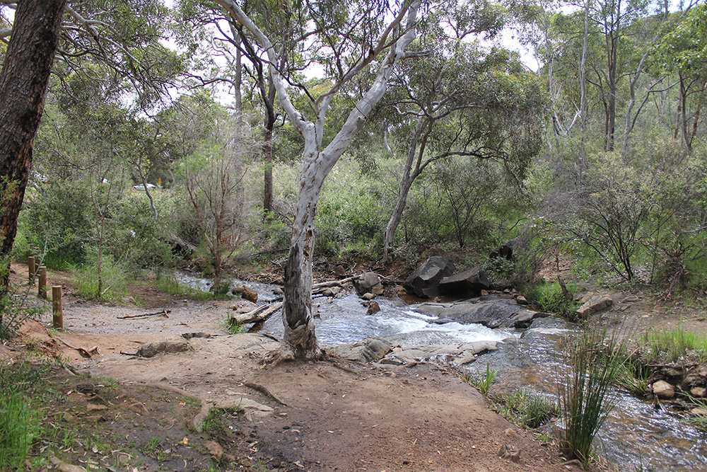 Mundy Regional Park_Lesmurdie Falls_Trees_DBCA