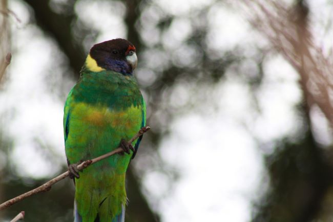 This photograph is a close-up of an Australian ringneck bird. The bird has a plump chest which is mostly shades of green with a splash of golden yellow on its chest and tail. It has a black head with a purple cheek and beady black eye. A yellow collar sits around the bird's neck. Its beak is grey in colour and there is a patch of red feathers above it. Its legs are dark grey in colour and sit on a brown tree twig. The background is blurry and out of focus, showing the forest behind the animal.