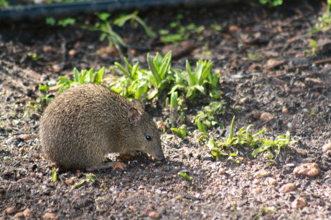 This is a photo of a bandicoot. It is a small animal, roughly the size of a rabbit. It has a pointy snout, humped back, a thin tail and large hind feet. It is mostly brown in colour with strands of lighter brown throughout. It has a beady black eye, short snout and round ears. It is sniffing a patch of dirt and green grass.