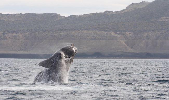 This is a photo of a southern right whale exploding out of the water. Its body is large and stocky and mostly black in colour. It is jumping out of the water on its side, with two (2) of its fins seen out of the water. The water is blue and sits on the shores of the inlet, which is covered in trees and rocky land.