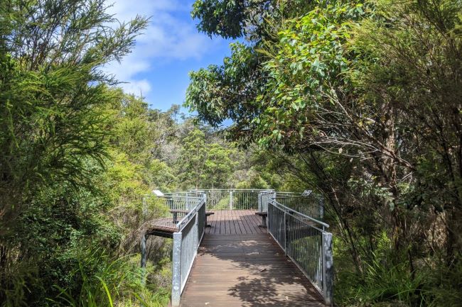 This photograph was taken at the lookout at Circular Pool. The lookout is a brown wooden platform with a grey handrail. There are two (2) wooden benches on the lookout, which is surrounded by a thick forest of trees with green leaves and brown trunks. The blue sky is shining above, creating natural shade cover over part of the lookout.
