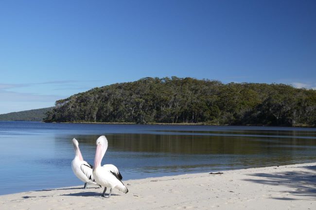 This photo was taken on the white sand at Coalmine Beach and shows two (2) large pelicans resting on the sand. The pelicans are white in colour with patches of black feathers on their wings and back. Both birds have long pink beaks and beady black and yellow eyes. The water is flat and calm. There is a forest of green trees growing in the distance. The blue sky is shining above.