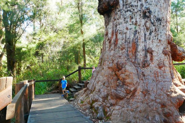 This photo shows the Giant Tingle Tree and surrounding boardwalk. The Tingle tree is brown in colour, and bumpy in texture, with patches of dark grey. The surrounding wooden boardwalk is brown in colour. There is a wooden staircase leading down to the walkway next to the tree. There are two (2) small children walking down the stairs. The first is wearing blue, and the second is wearing pink. A green forest of trees and shrubs are growing behind the walkway. The sun is shining through the trees, creating shadows in the treetops.