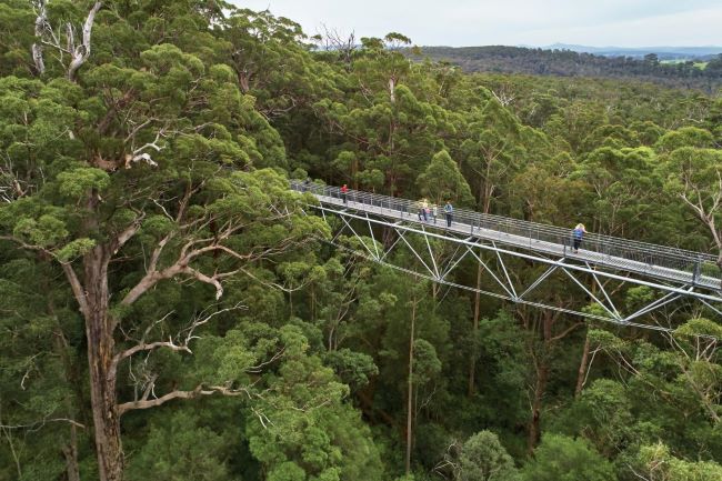 This photo was taken by a drone and overlooks the Valley of the Giant Tree Top Walk. The grey walk bridge is seen through the forest, and there are people standing on the bridge overlooking the trees. The treetops are green in colour, with thick brown trunks. The forest continues off into the distance.