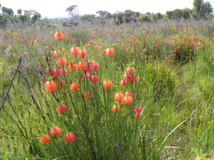 A bunch of swamp bottlebrush growing in a field. There are other bunches of the flowers in the background.