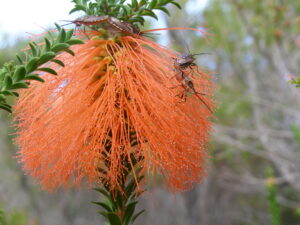 A close-up photo of the swamp bottlebrush. The stem of the flower is green, with lots of small but thick green leaves curving outward. The flower itself resembles a bottlebrush - it's made up of lots of thin, long, orange strands that stick outwards. Four brown insects crawl across the flower.