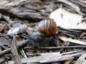 A close-up photo of a bothriembryon snail. The snails shell has black, dark brown and light brown stripes. The snail's head is a dark grey, with two antennas poking from the top of its head. It slides over fallen sticks, leaves and bark.