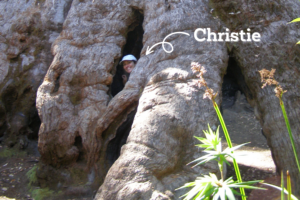 A landscape photo of the base of the Giant Tingle Tree. The grey-brown trunk takes up almost the entire photo. Christie is poking her head through one of the gaps in the hollowed out trunk, and is smiling at the camera. She wears a white cap.