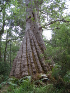 A photo of the lower part of a tingle tree. The trunk is a dark grey-grown colour. The base of the trunk has curved striations around it, making it look like a pleated skirt. Green foliage from other plants surrounds the tingle tree.