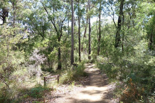 This photograph was taken on a walk trail in the park. The dirt path extends into the distance, and either side of the path is thick with green bush and tall trees. There is a wooden sign reading “WALK TRAIL 20 MIN RETURN”. The sky can be seen through the trees. It is mostly blue in colour with patches of white clouds. 