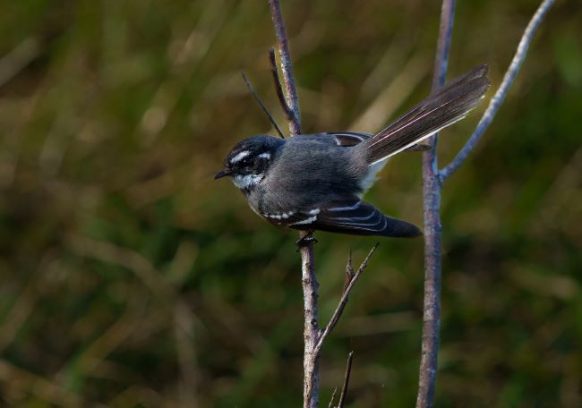 This is a close-up photo of a grey fantail taking rest on a thin brown tree branch. Its head and upperparts are mostly dark grey, with a white eyebrow and throat, a narrow grey band across the upper breast and a creamy-buff belly. The feathers of its long tail have white edges and tips. The background is blurred and features green plants.