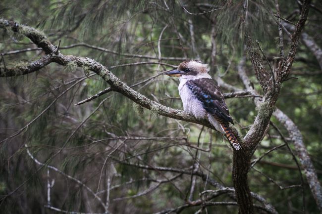 This is a close-up photo of a kookaburra resting on a tree branch. The bird has an off-white head with a dark brown strip which runs around its eye and along the centre of its head. It has deep brown eyes. The bird has off-white underparts, brown wings with lighter flecks. It has a reddish-brown tail with pale tips. The kookaburra sits on a brown tree branch.