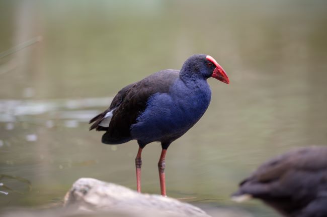 This is a close-up photo of a purple swamphen. Its eyes are red with a black pupil. The bird is mostly dusky black above with a broad dark blue collar. It is mostly dark blue to purple below. It has a white patch of feathers on its tail. Its legs are thin and pinky red. It has a red bill and forehead shield. There are rocks in the water, which is brown in colour.