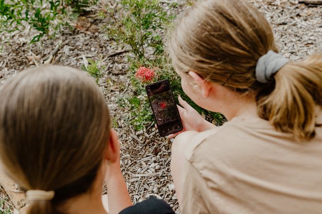 Photograph taken from behind two girls, looking over their shoulders. They crouch near the ground, taking a photo of a red grevillea flower with the camera of their mobile phone. The girl on the left has dark blonde hair worn in a low ponytail and wears a black t-shirt. The girl on the right has blonde hair worn in a low ponytail, and wears a light brown t-shirt. In the background we see a grevillea plant with red flowers, and woodchips of a garden bed.