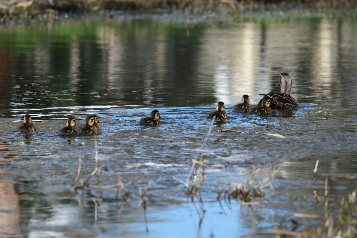 This photograph shows an adult pacific black duck swimming away from the camera with eight (8) baby ducks swimming behind. The ducks are mostly brown in colour, and float along the brown coloured water.