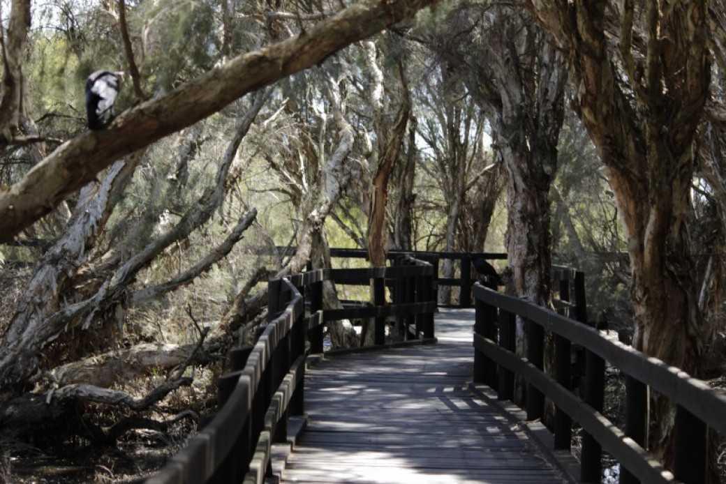This photo was taken on a wooden boardwalk that is brown in colour. The boardwalk is surrounded by paperbark trees with flakey bark and green leaves. The sky can slightly be seen through the tree branches.