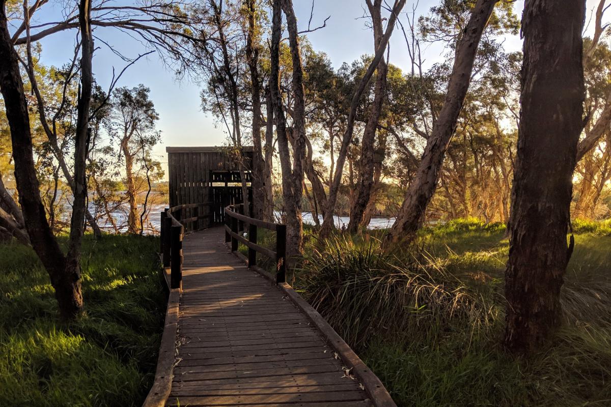 This photo was taken on a brown wooden boardwalk. A brown wooden bird hide/shed structure is seen at the end of the boardwalk, which is surrounded by green grass and trees with thick brown trunks and green leaves. The river is seen in the distance, with the blue sky above. 