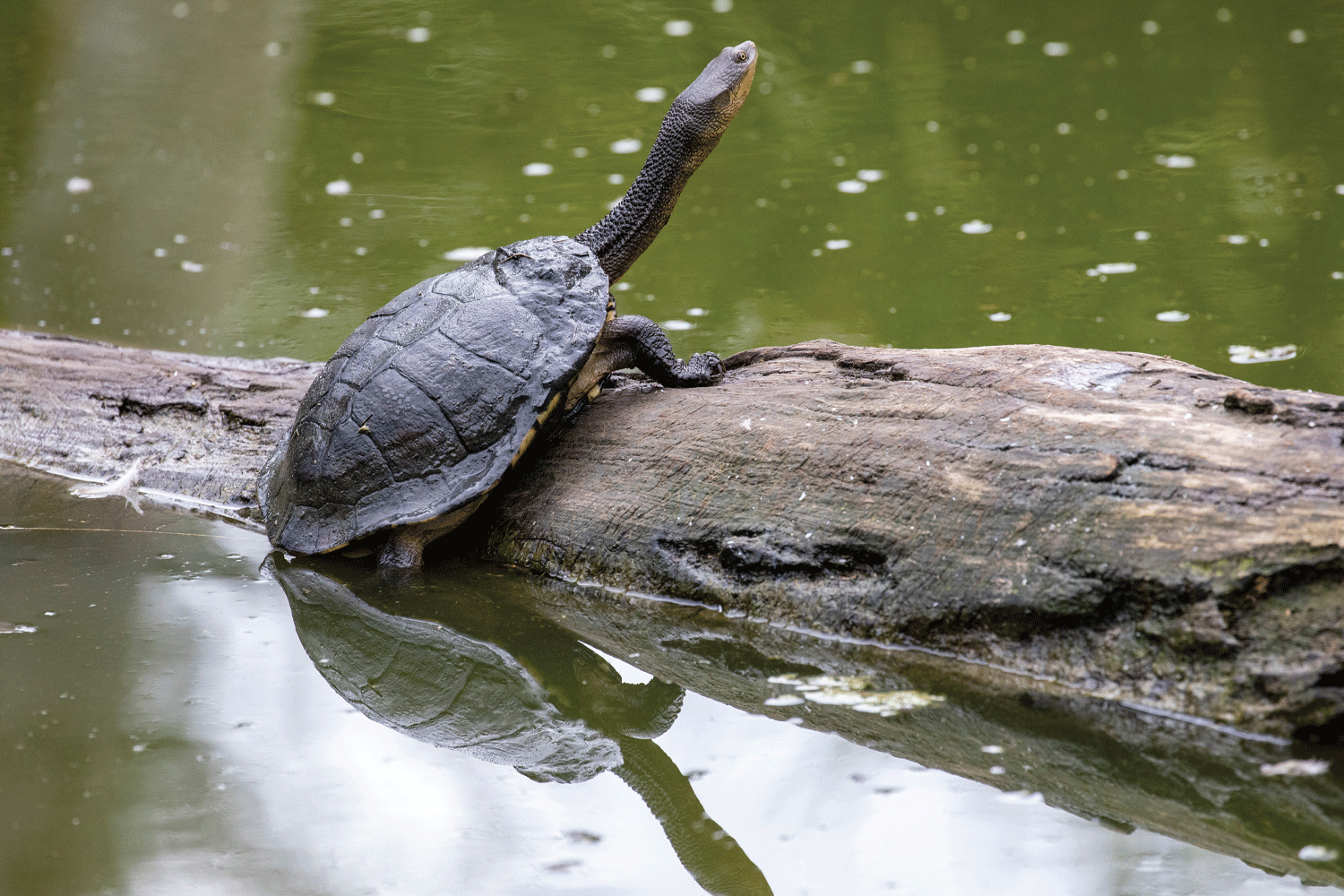 This is a close-up photograph of a long-necked turtle basking on a log that is floating in water. The turtle is dark brown in colour and has a hard, oval shell. The reflection of the turtle can also been seen in the water.