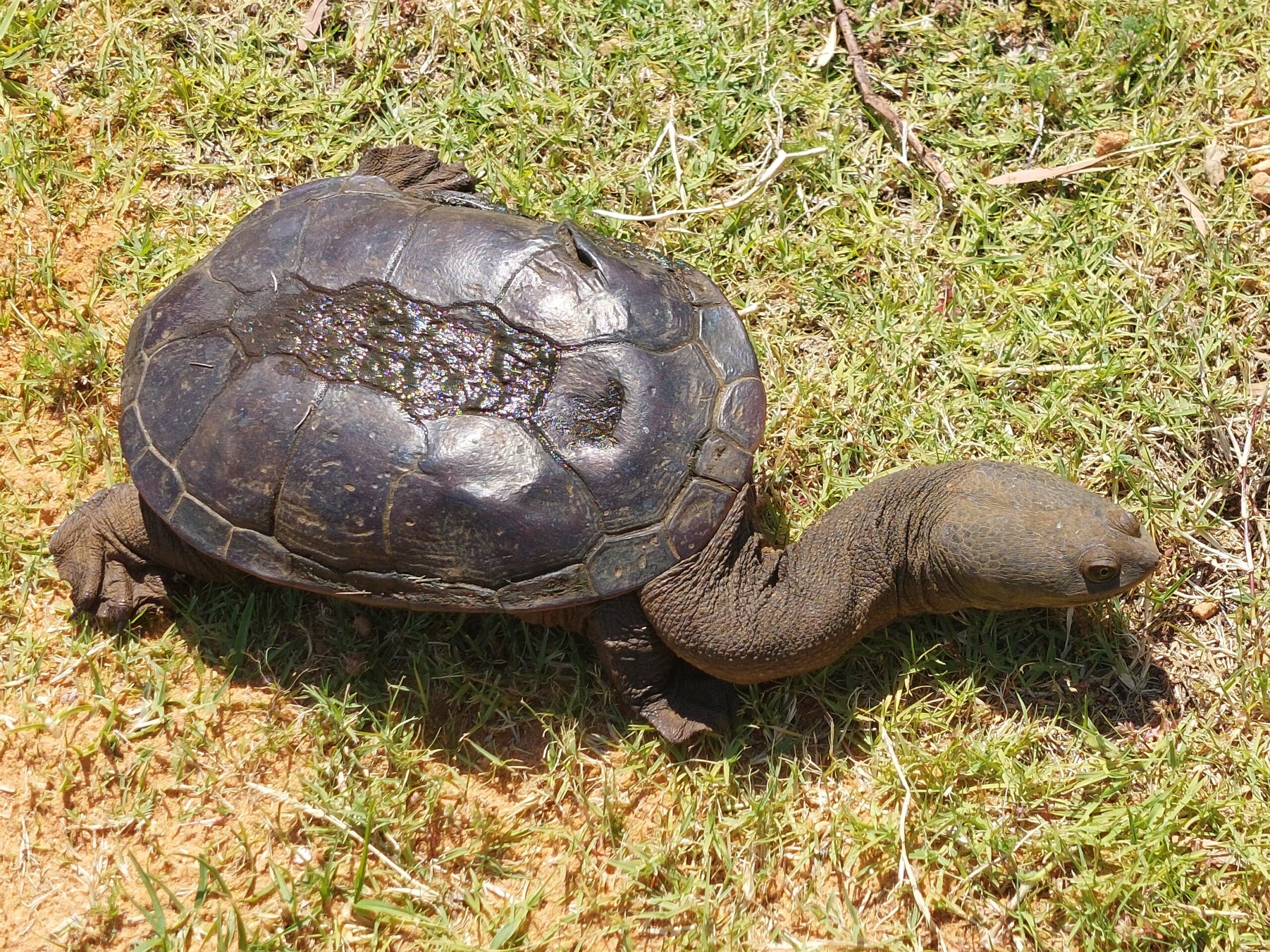 This is a photograph of a long-necked turtle taken from above. The turtle is seen walking along the grass. It is dark brown in colour and has a hard, oval shell. The top of its shell is wet and is glistening in the sun.