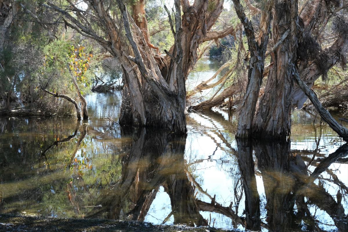 This photograph was taken at Herdsman Lake and shows large paperbark trees growing in a brown body of water. The trees have thick, rough trunks and branches. Other trees and plants grow above the water. The sun is shining on the water which creates reflections and shadows.