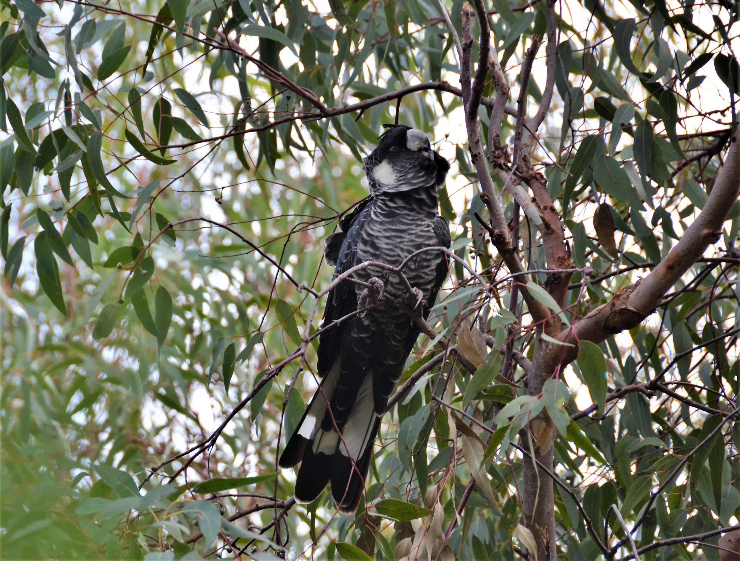 This is a photograph of a Baudin’s black cockatoo. The photo was taken from below, and shows the bird resting on a tree branch while chewing on a twig. The bird is mostly black in colour with a grey beak and patches of white on its cheek, breast and tail. The tree branch is brown and its leaves are long and green. The sky appears to be white, and is seen through the foliage.