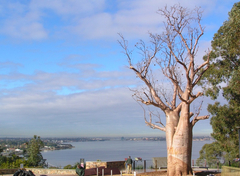 This photo shows the Gija Jumulu (Giant Boab) on the right of the image. The tree is light brown/cream in colour and has a thick, chunky trunk and thin branches. A man is standing at a lookout, which features a stone barrier wall and a cream and red coloured handrail. The lookout provides views of the Swan River, which appears blue in colour. The sky above is full of white fluffy clouds with small patches of blue visible
