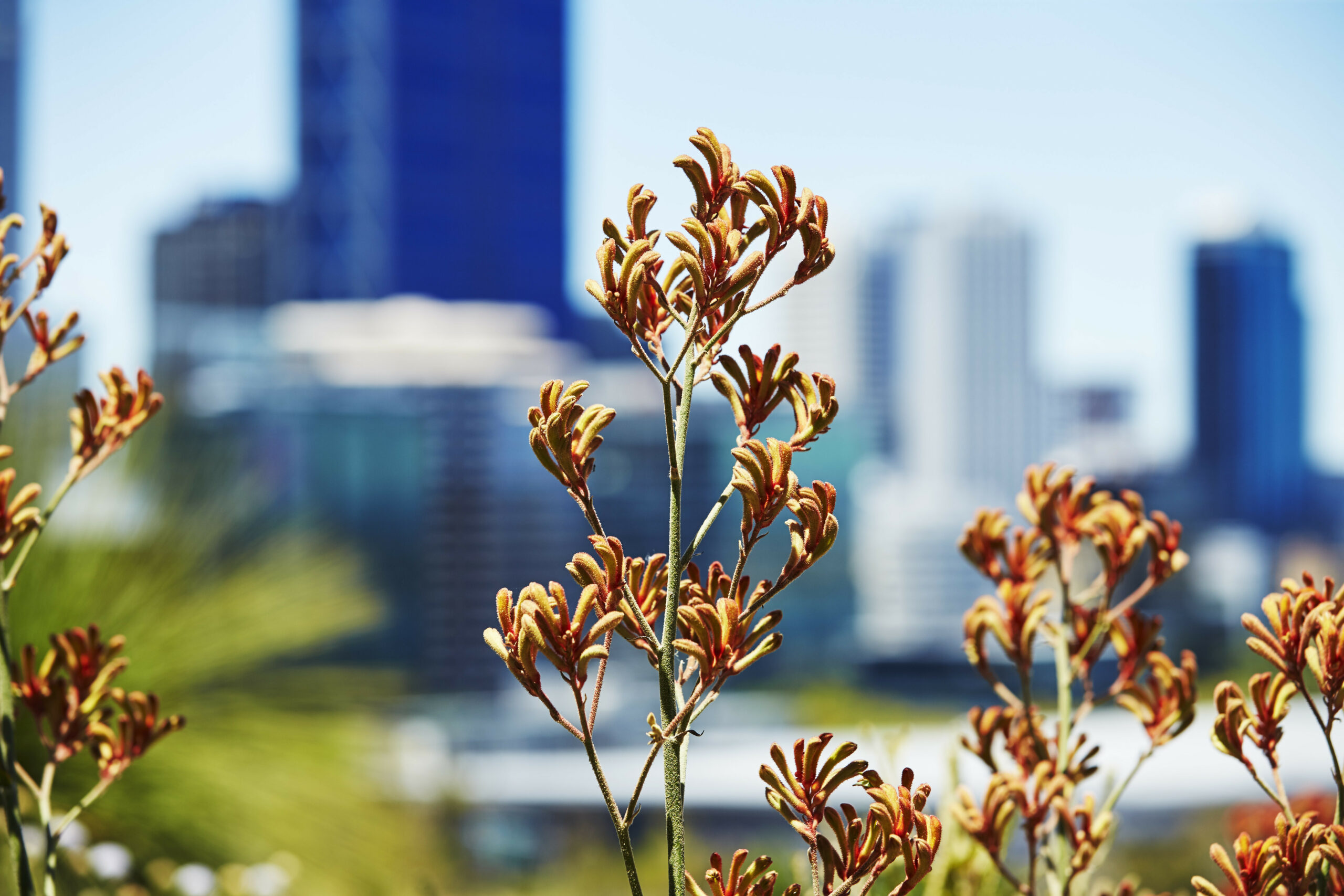 This is a photo of a kangaroo paw. The stems of the plant are green in colour, with orange/red coloured flowers. The background of the photo is blurred and shows green plants and buildings in the city.