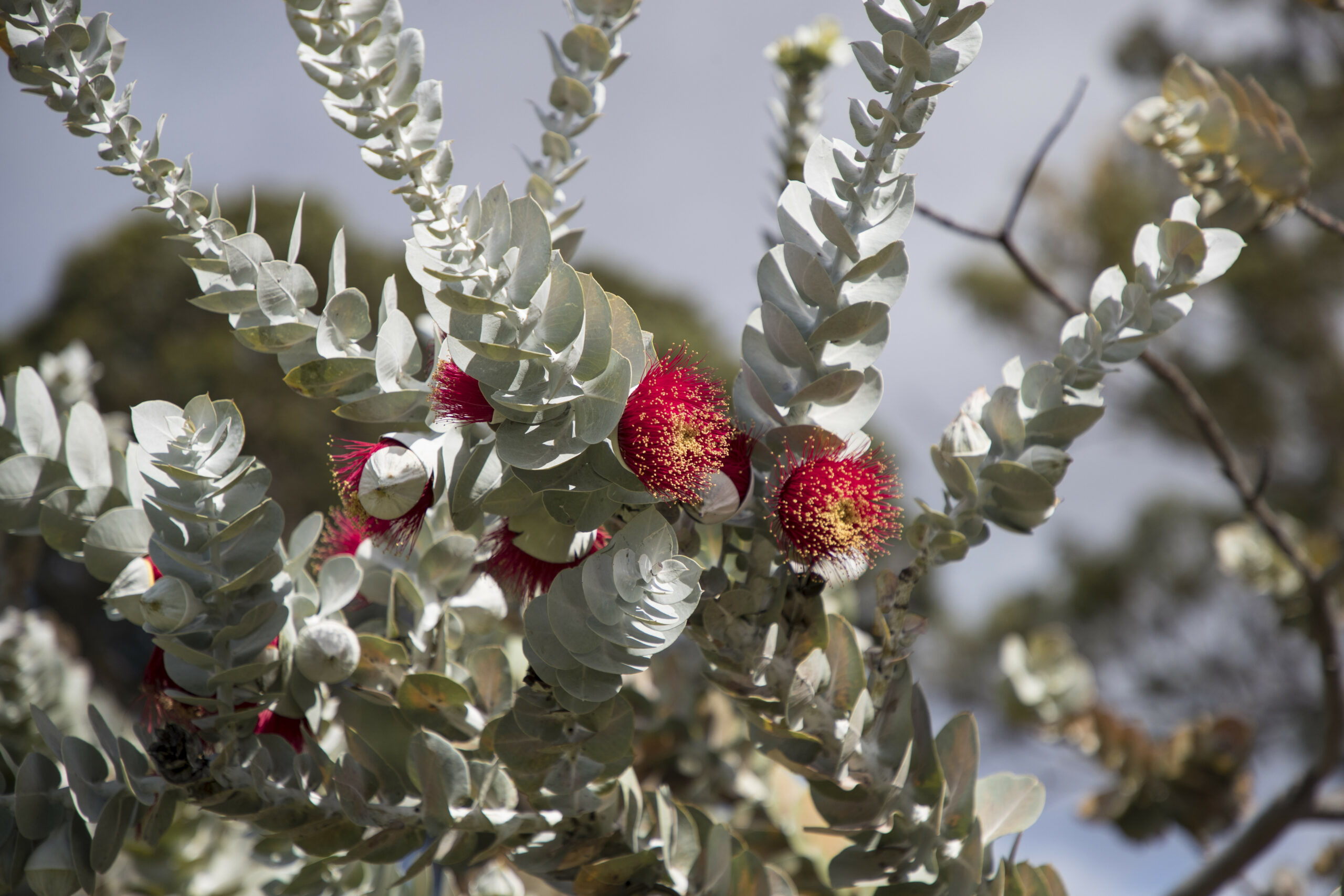 This is a photo of a mottlecah plant. It has red flowers with yellow tips. Its rounded leaves are a light grey colour. They form clusters along the stem of the leaves, which are long and straight. The background of the photo is blurred, showing the green natural environment behind the plant.