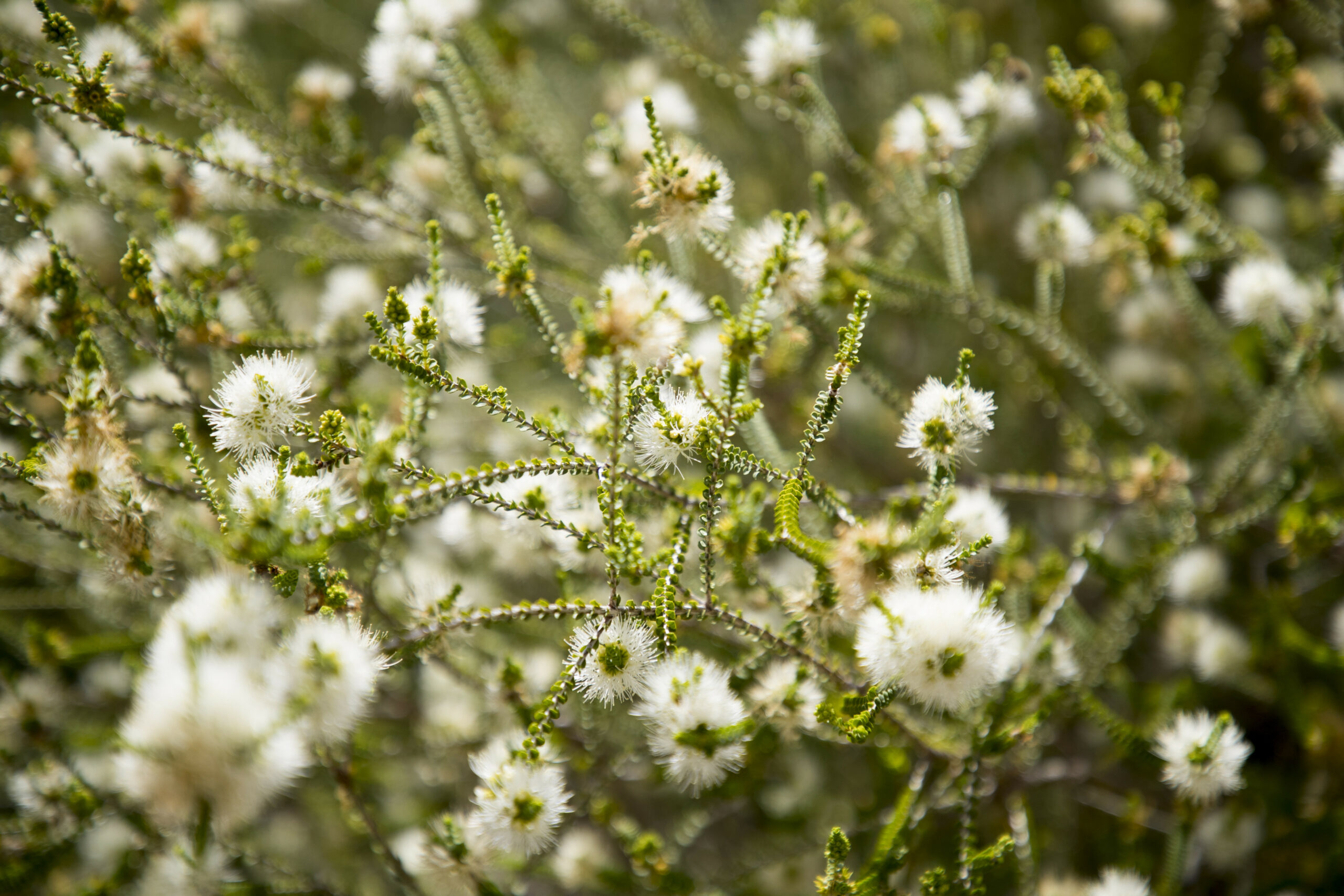This is a close-up photograph of a Shark Bay Beaufortia. The plant has thin brown stems that are covered with very small round leaves. The flowers of the plant are white and fluffy.