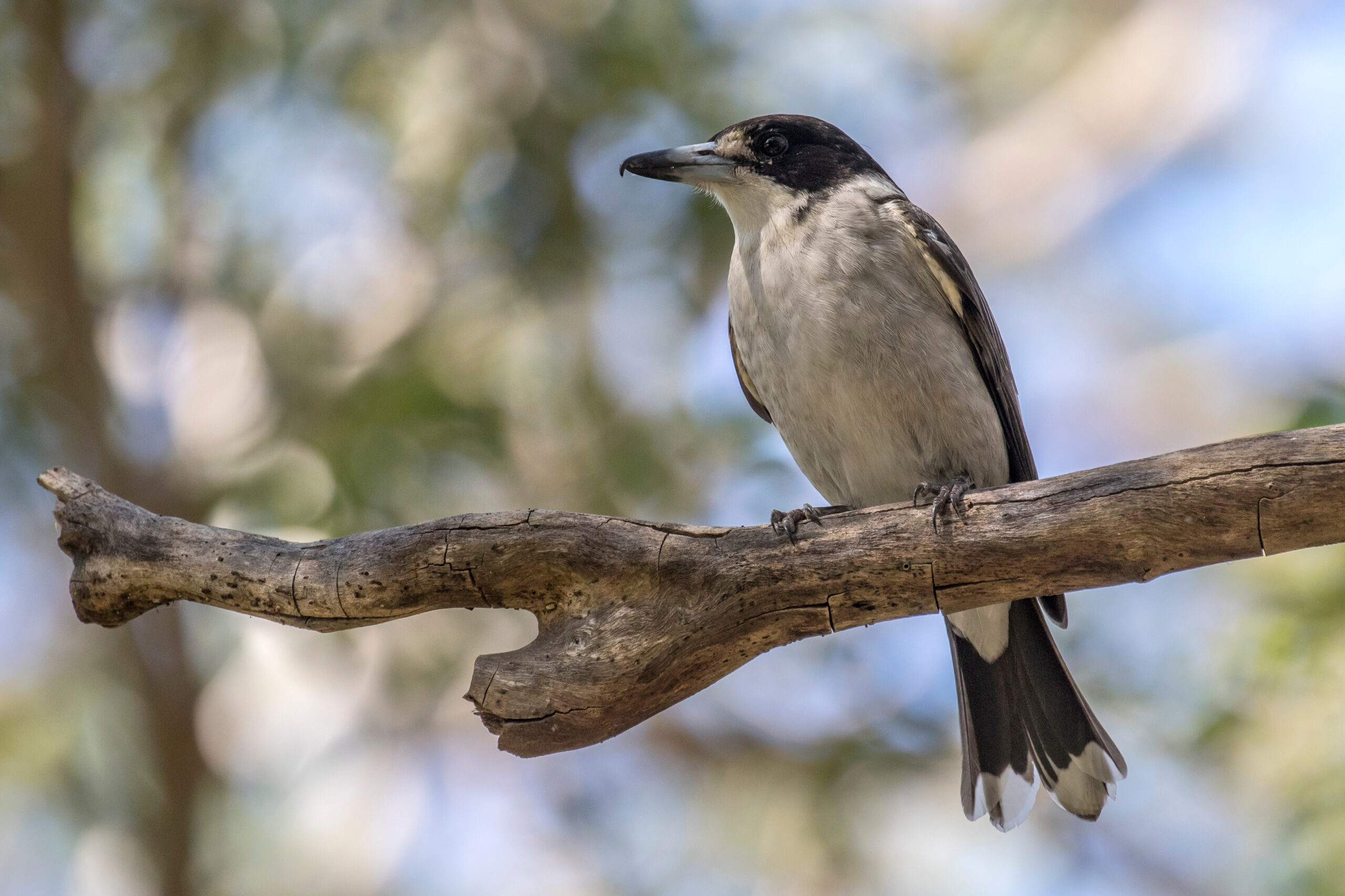 This is a close-up photo of a grey butcher bird resting on a brown tree branch. The bird has a black head, back and tailfeathers. Its breast is a grey/white colour, which extends under its chin and above its beak. Its beak is mostly grey and black at the tip. It has a black beady eye. The background of the image is blurred and shows brown tree trunks and green leaves. 