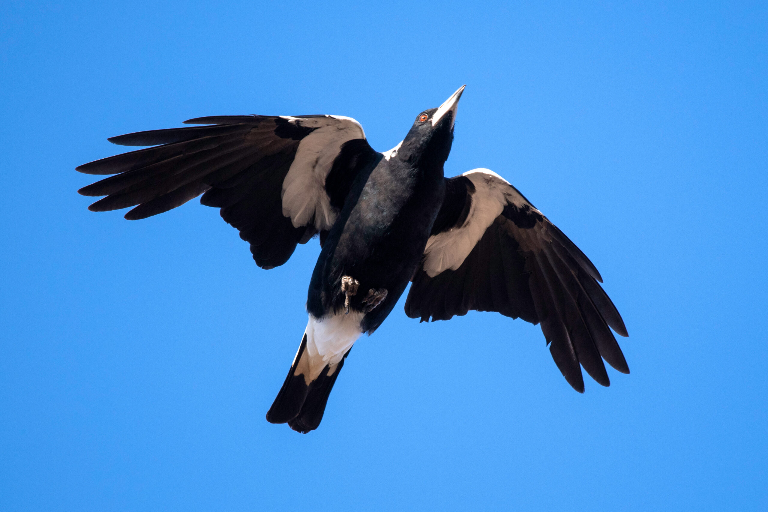 This is a photograph of a flying magpie. The photo shows the magpie’s wings stretched out in flight. The bird is mostly black with a white beak, and patches of white on its wings and tail. It has a red beady eye. The sky is blue.