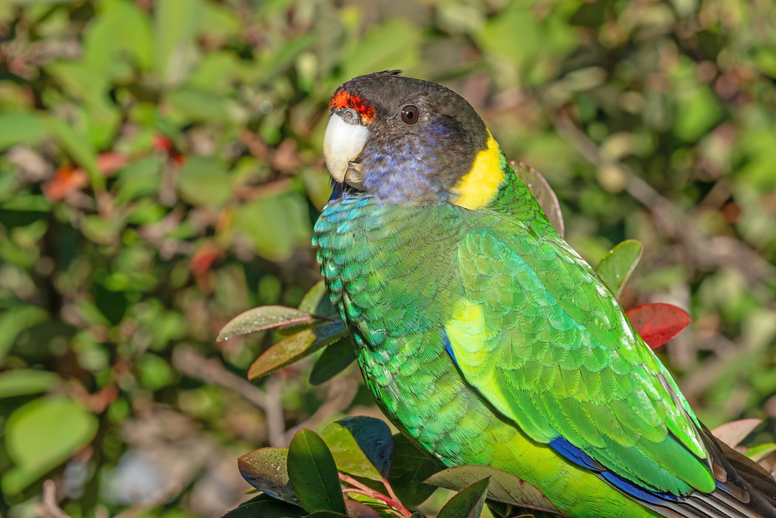 This is a photo of an Australian ringneck parrot. It is mostly green in colour with a yellow band on its neck. It has a blue cheek and a patch of blue on its feathers. It has a brown/black beady eye and a cream beak. Above its beak and nose is a bright red patch. The bird sits on a branch that has green leaves with a red stem.